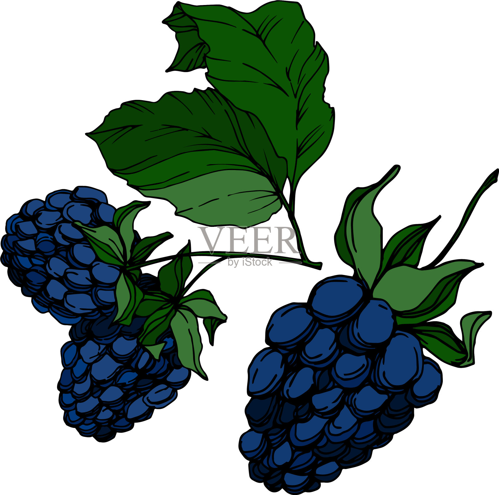 黑莓健康食品黑色和白色插画图片素材