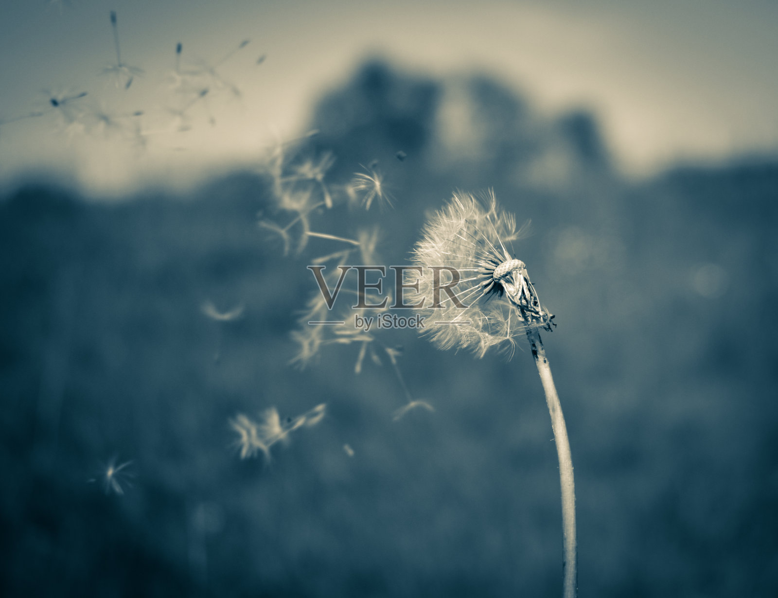 春天来了照片摄影图片