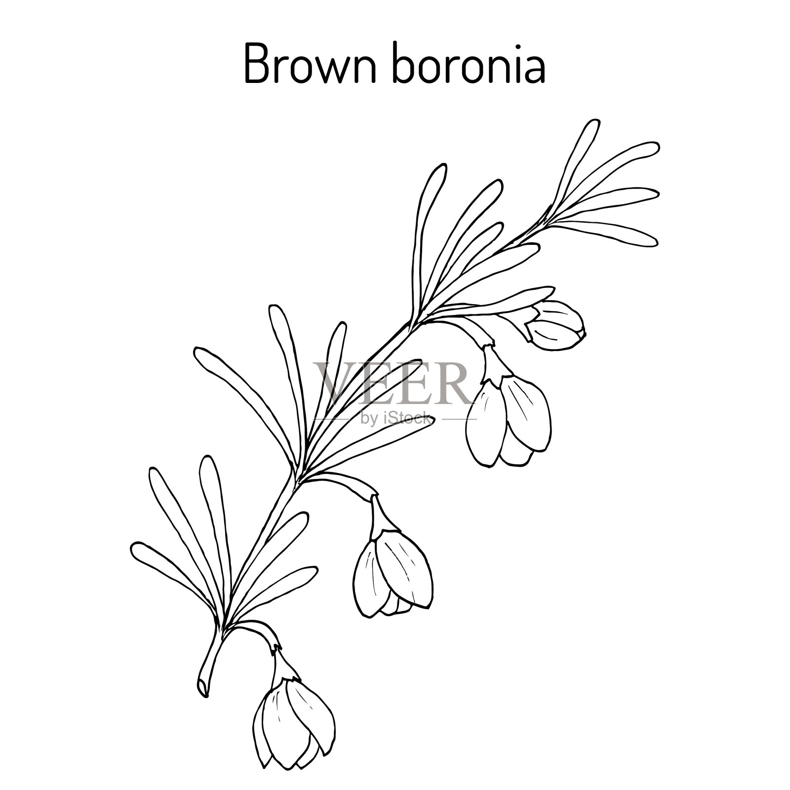 一种药用植物插画图片素材