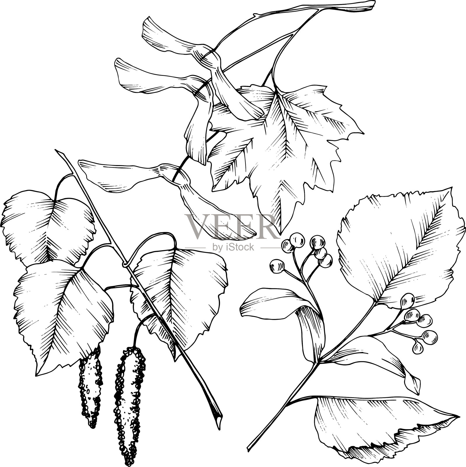 秋叶孤立插画图片素材