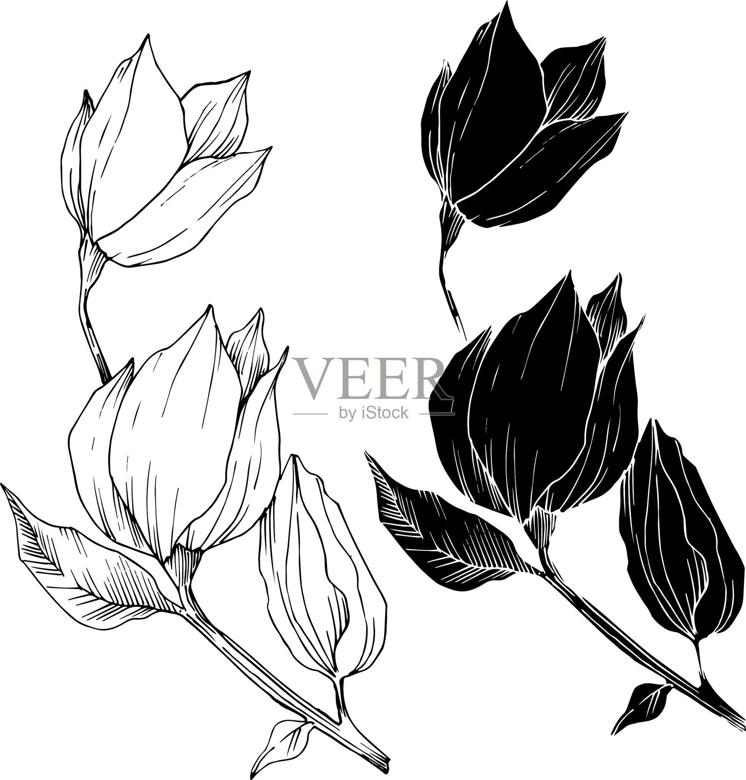 木兰的植物花黑色插画图片素材