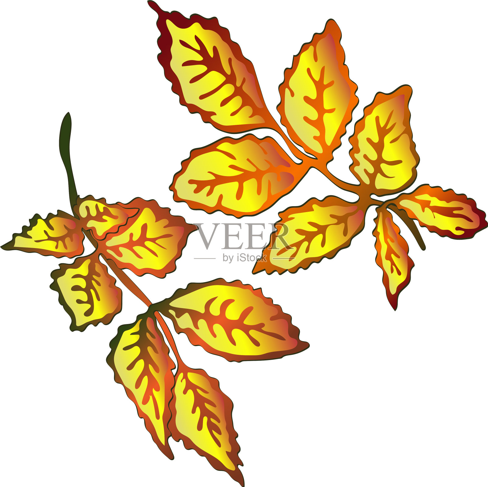 秋黄玫瑰果叶叶植物插画图片素材