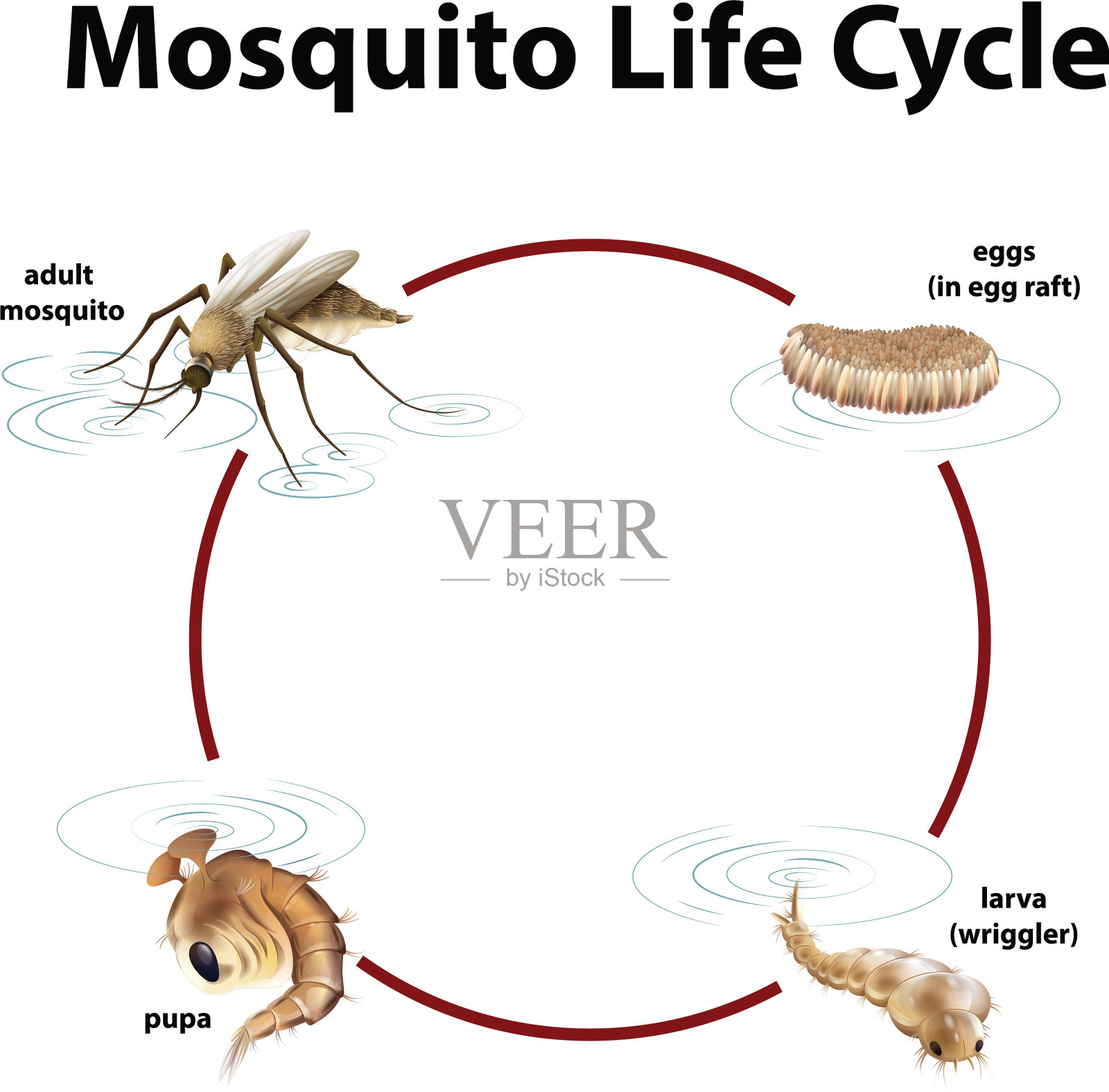 图显示了蚊子的生命周期插画图片素材