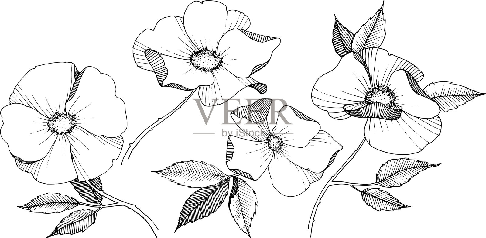 孤立的野玫瑰花柱插画图片素材