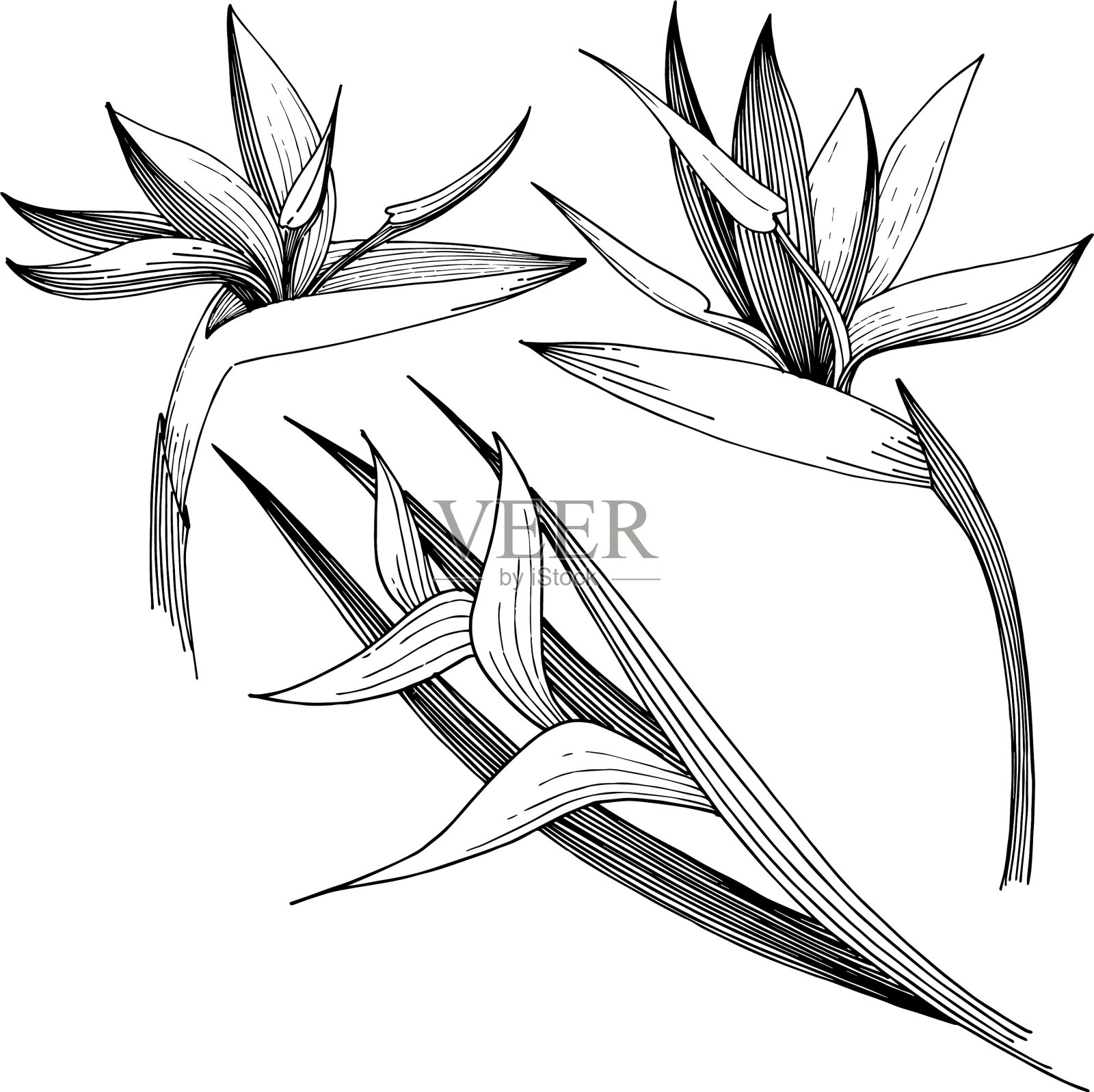 孤立的一个花柱的热带花插画图片素材