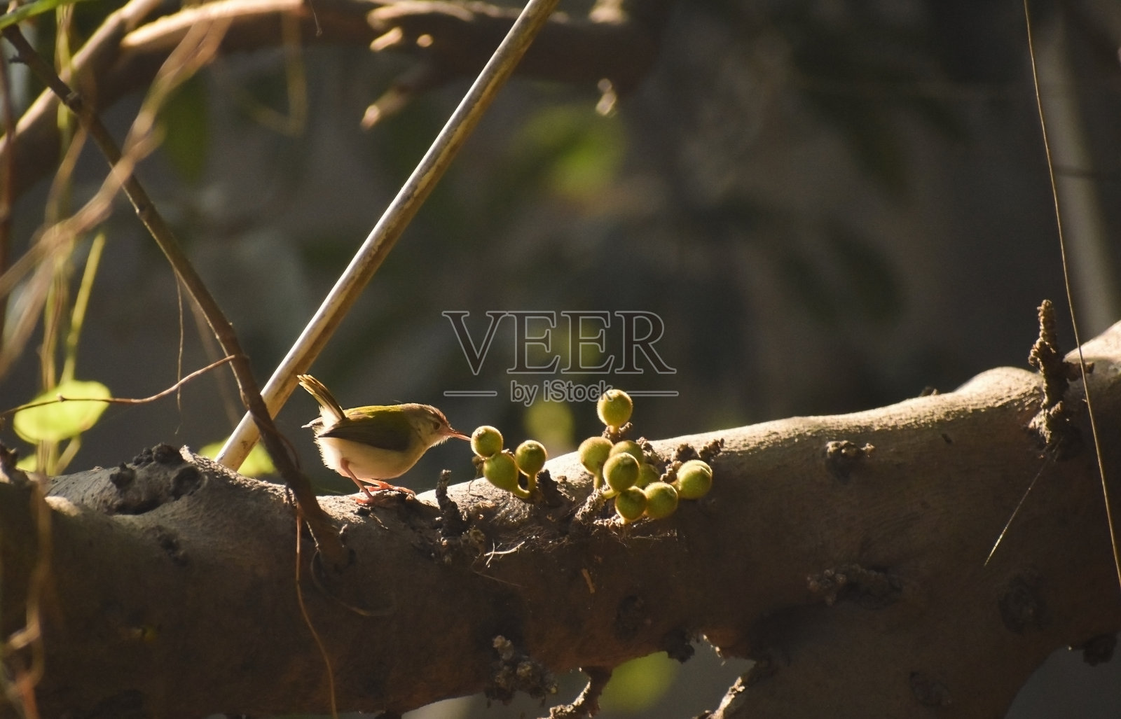 一只小鸟飞向坚果去吃它的食物。照片摄影图片