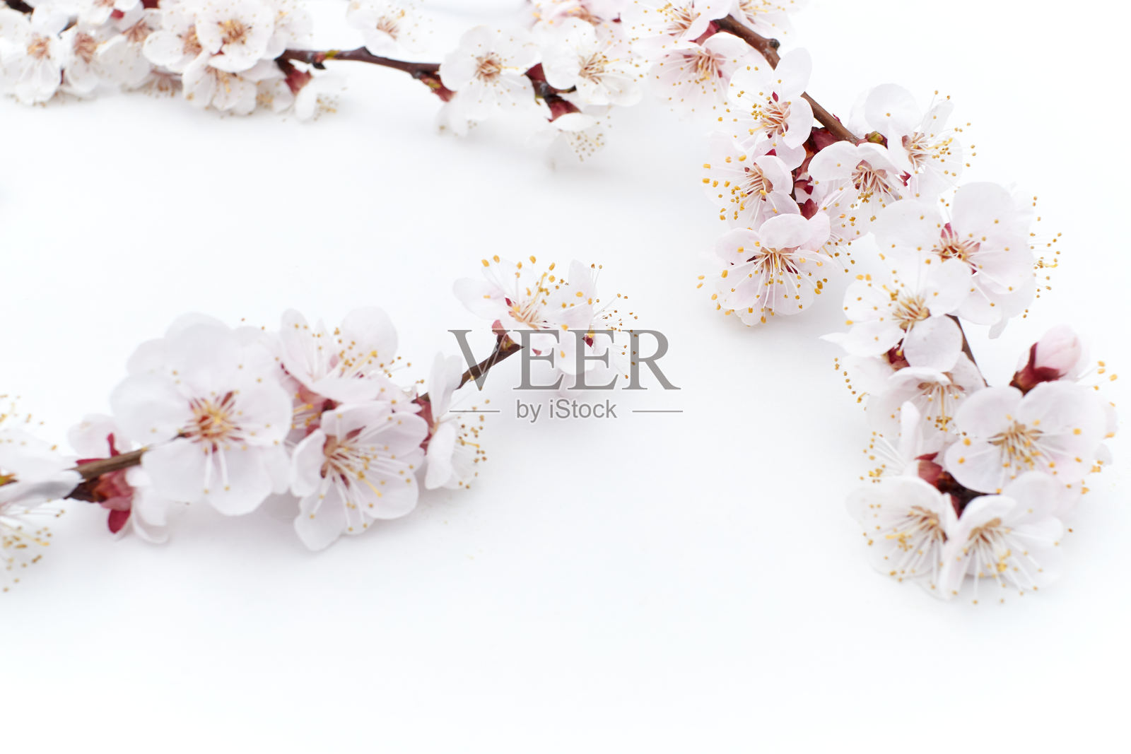 白色背景上的杏花照片摄影图片
