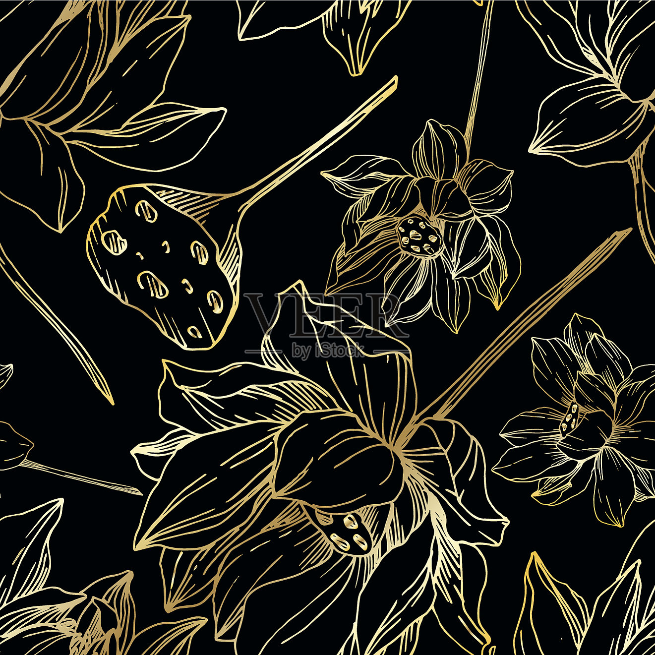 荷花，植物花黑色和插画图片素材