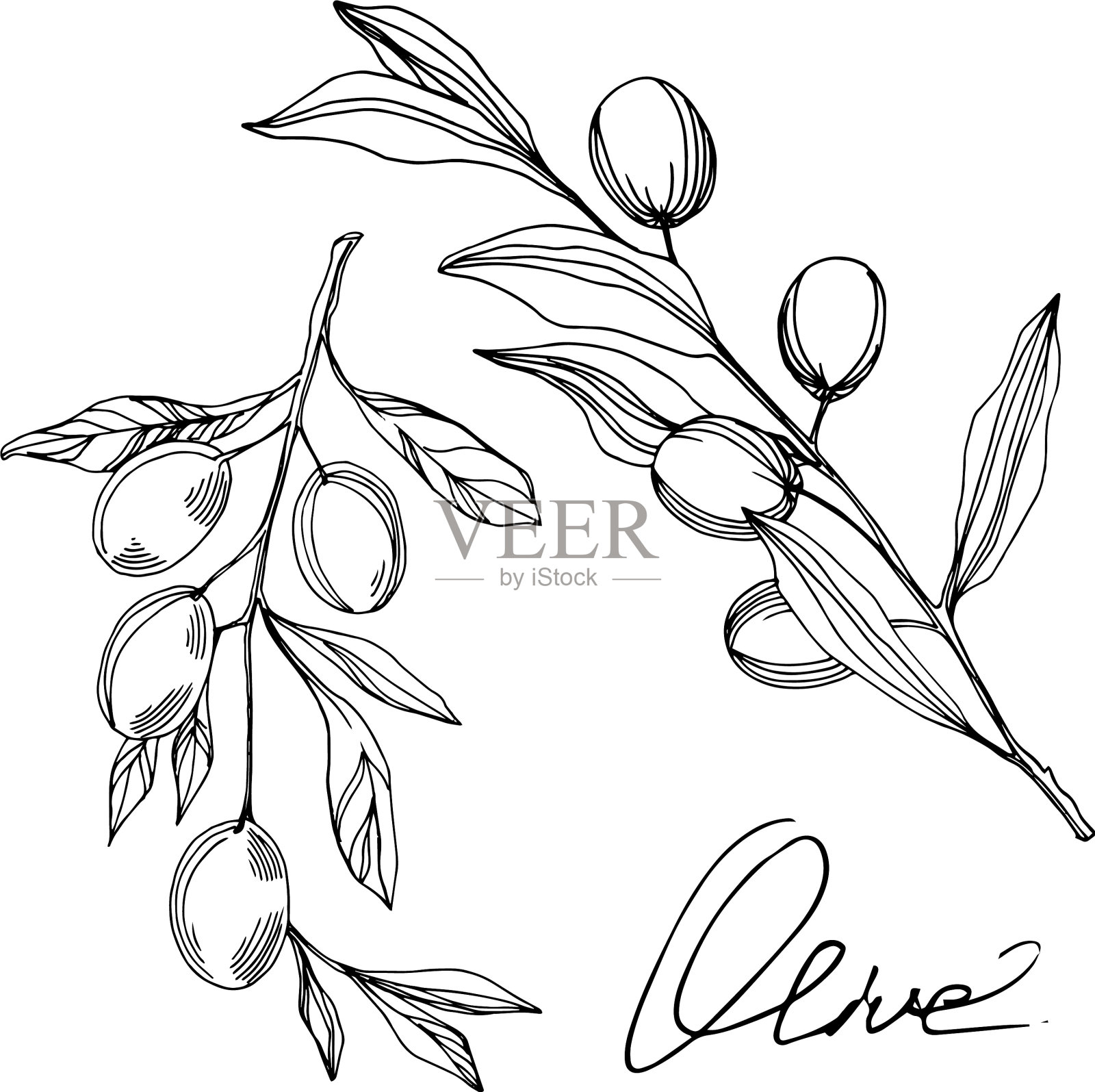 橄榄枝和水果黑色和白色插画图片素材
