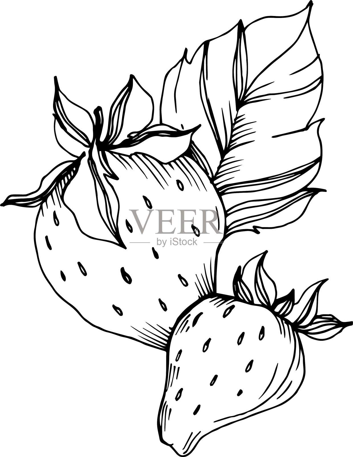 草莓健康食品黑色和白色插画图片素材