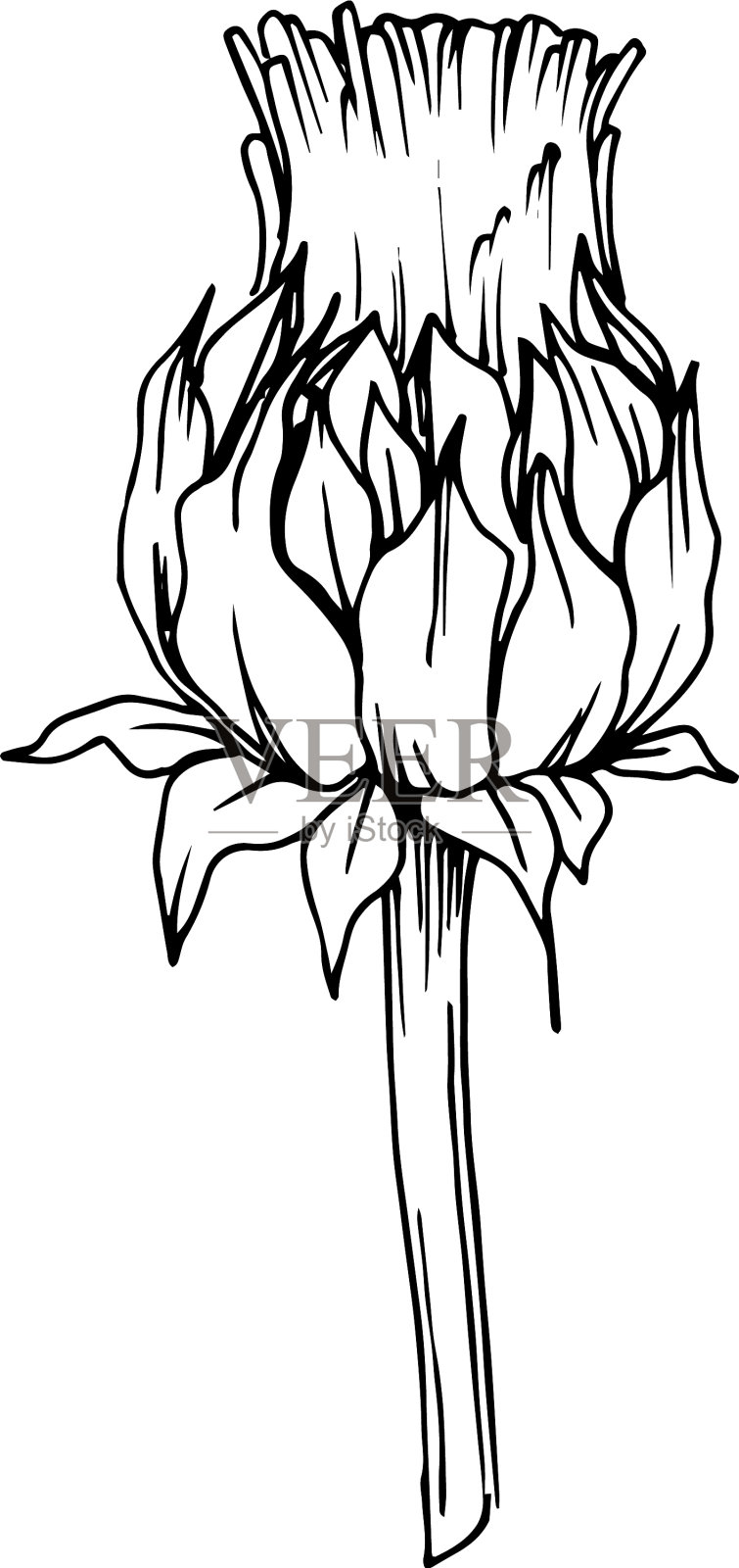 草本花叶黑色和白色插画图片素材