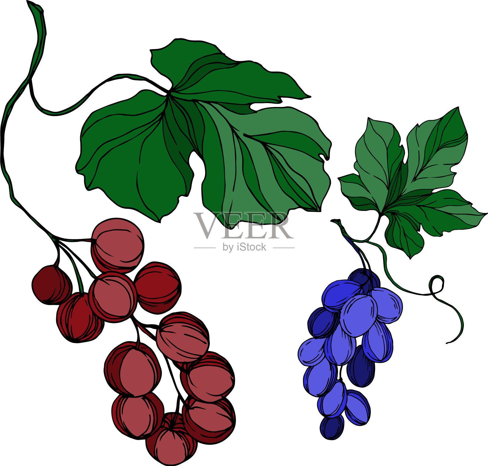 黑莓健康食品设计元素图片