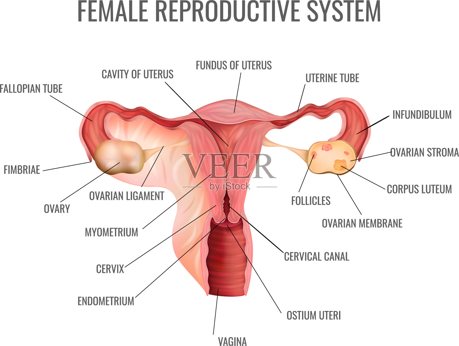 女性生殖系统插画图片素材