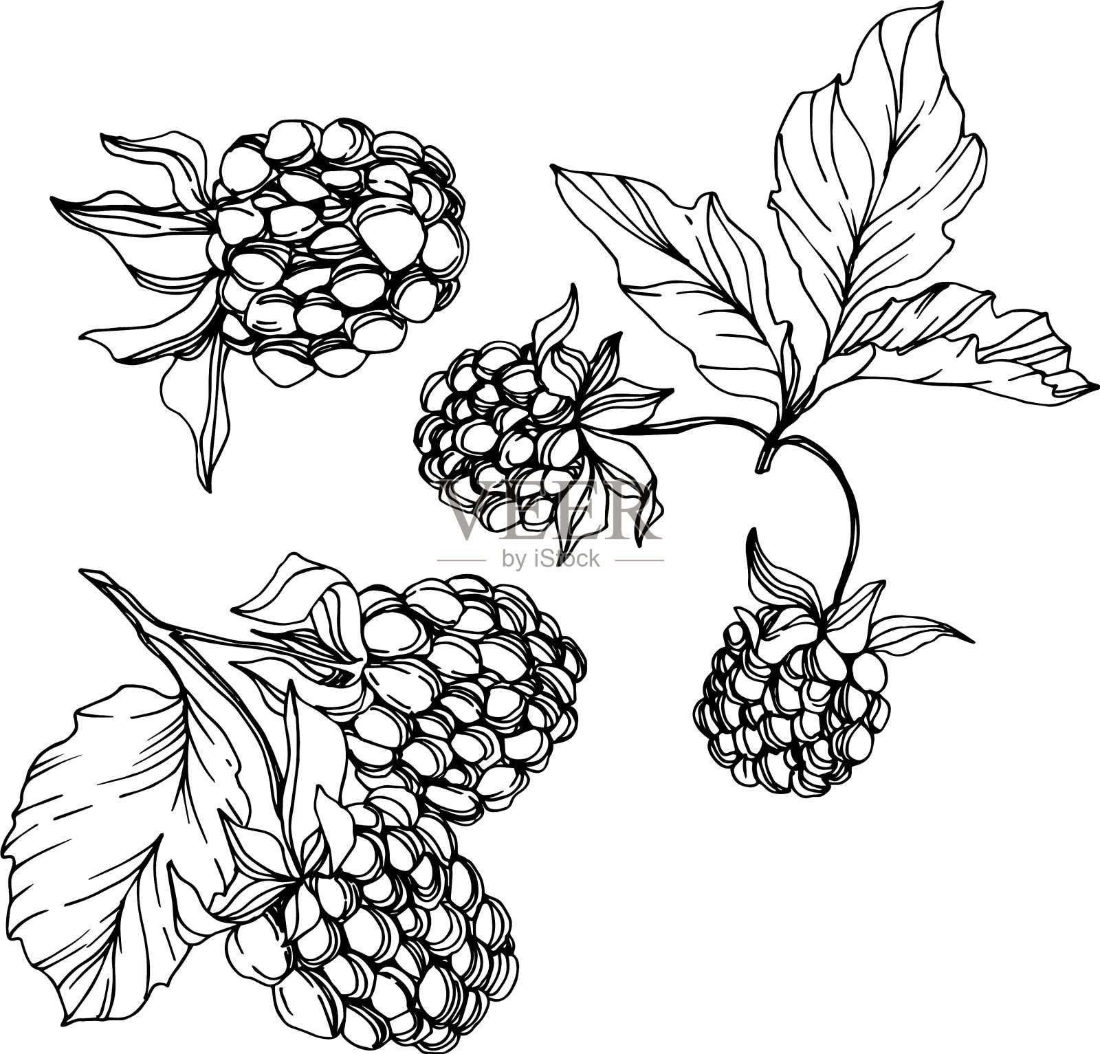 黑莓健康食品黑色和白色插画图片素材