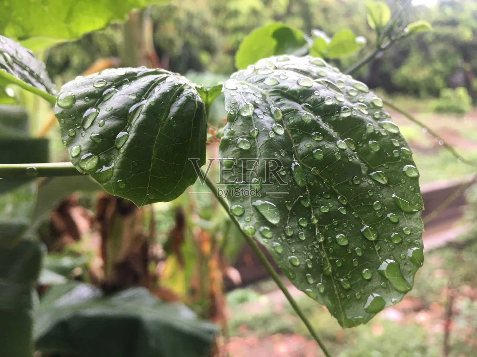 叶子上的水滴照片摄影图片