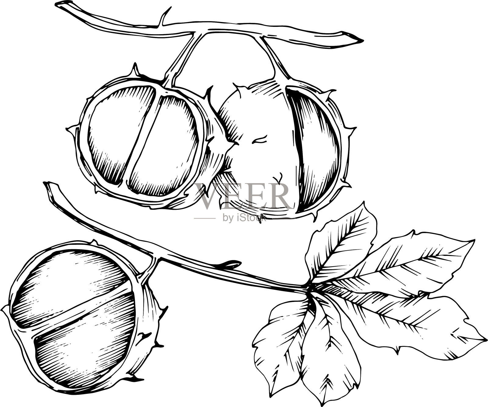 秋天的板栗植物和叶叶插画图片素材