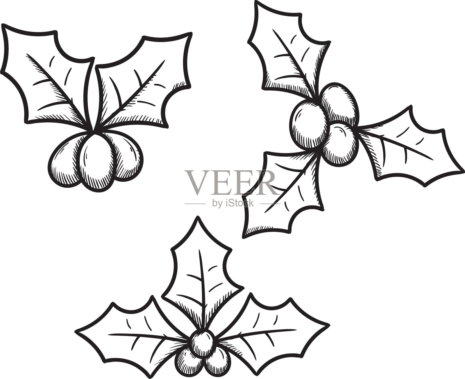 圣诞莓模板元素插画图片素材