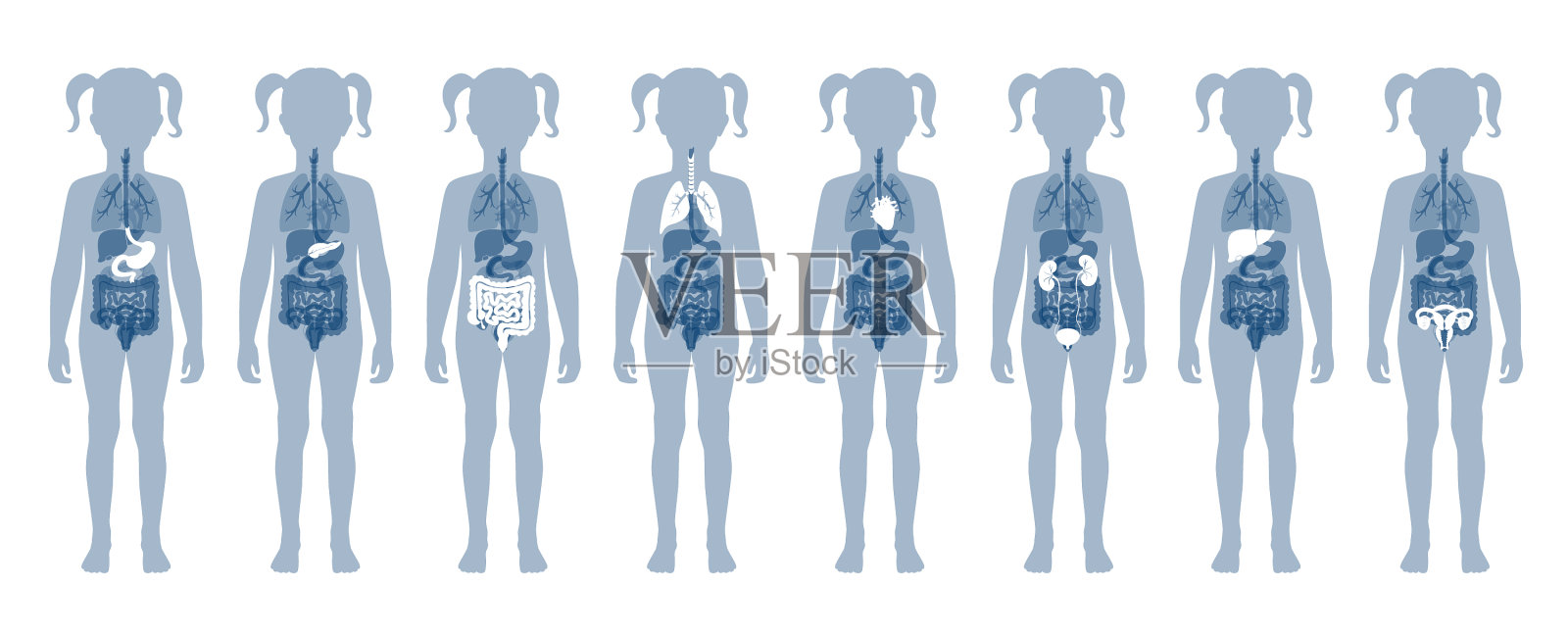 人体内部器官插画图片素材