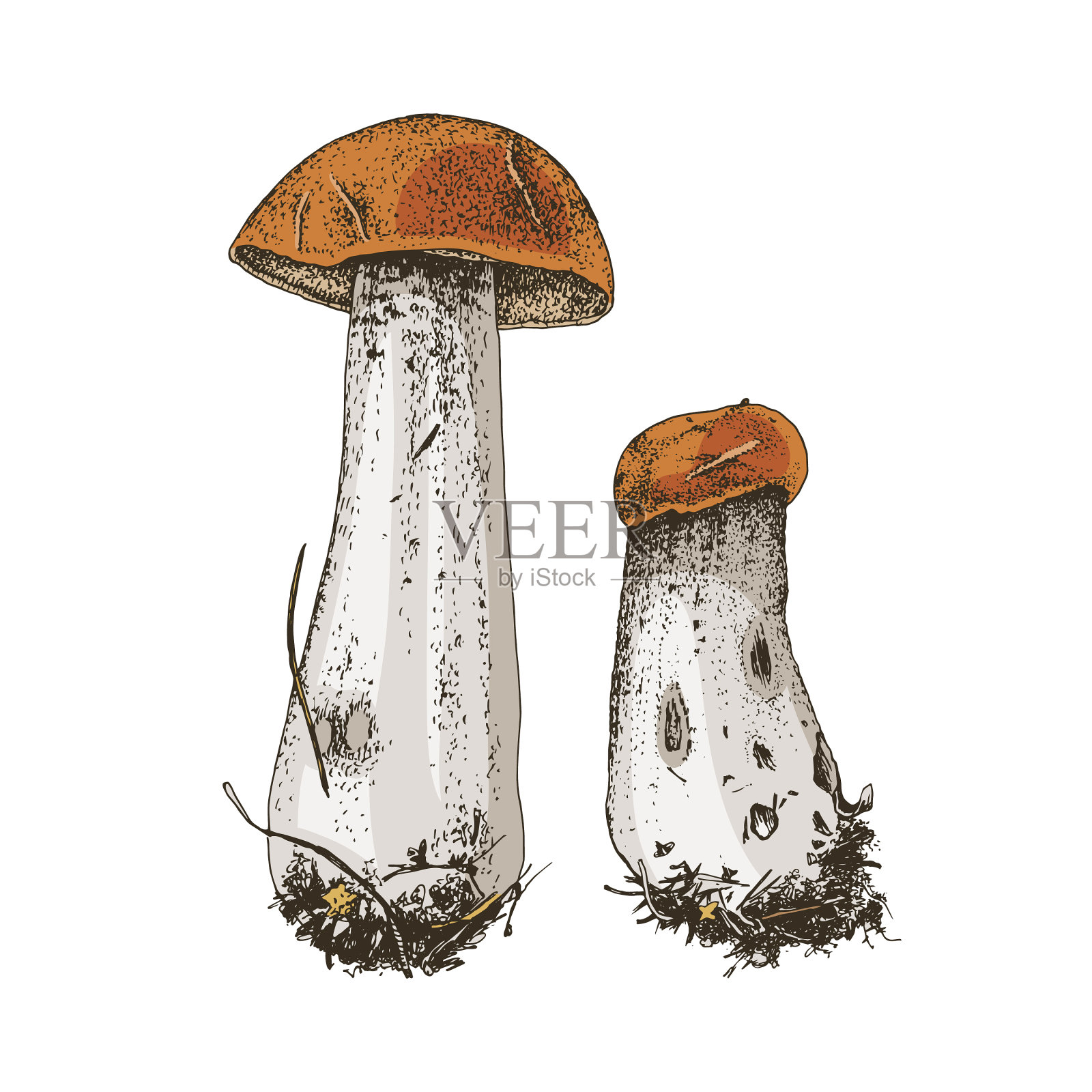 手绘红帽斑斑茎设计元素图片