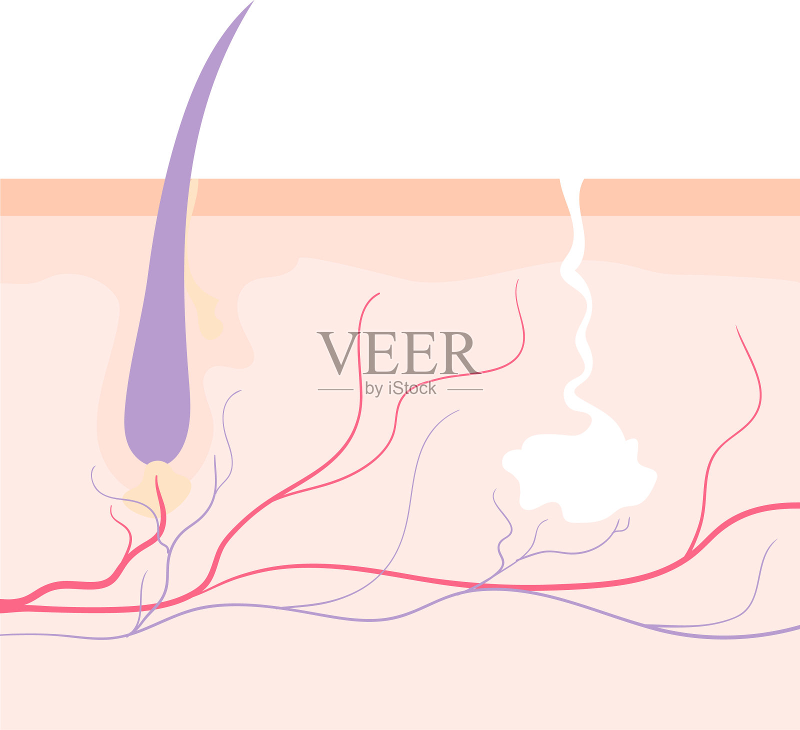 人类皮肤有毛囊和汗腺插画图片素材
