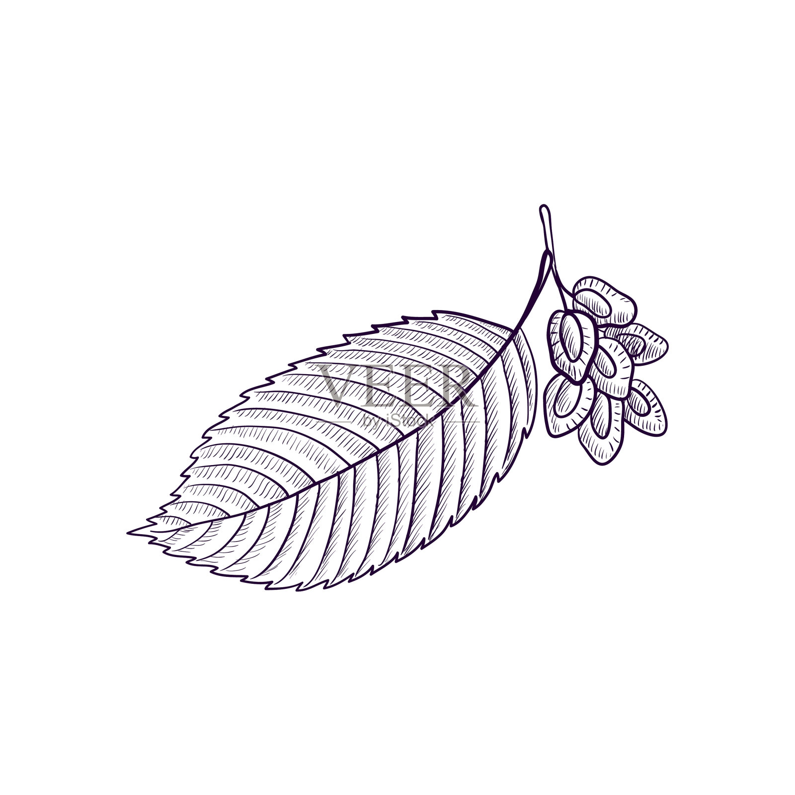 绘枝榆树设计元素图片