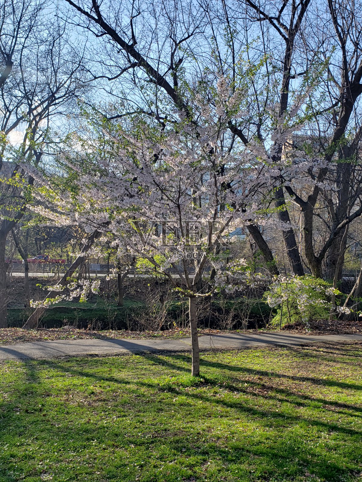 白花开花树照片摄影图片