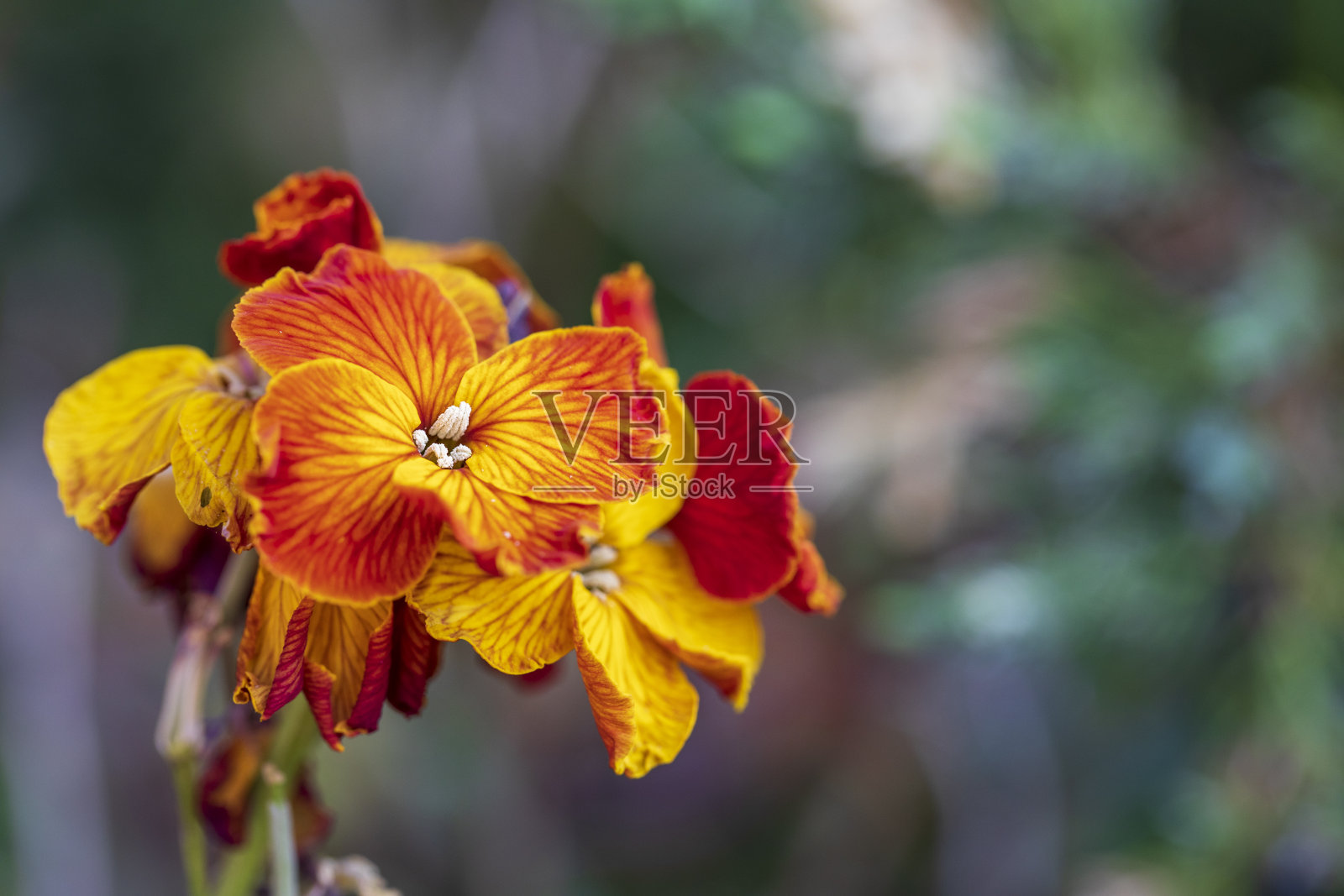 红色的人照片摄影图片