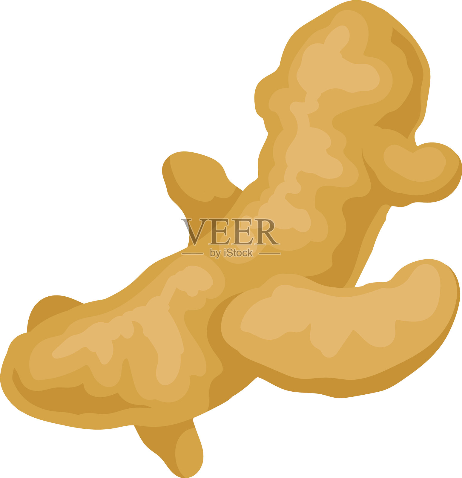 世界上最健康的香料姜插画图片素材