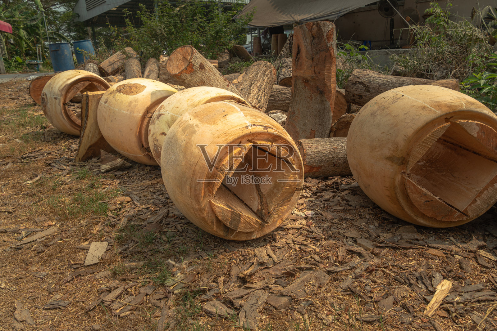 翻树做鼓照片摄影图片