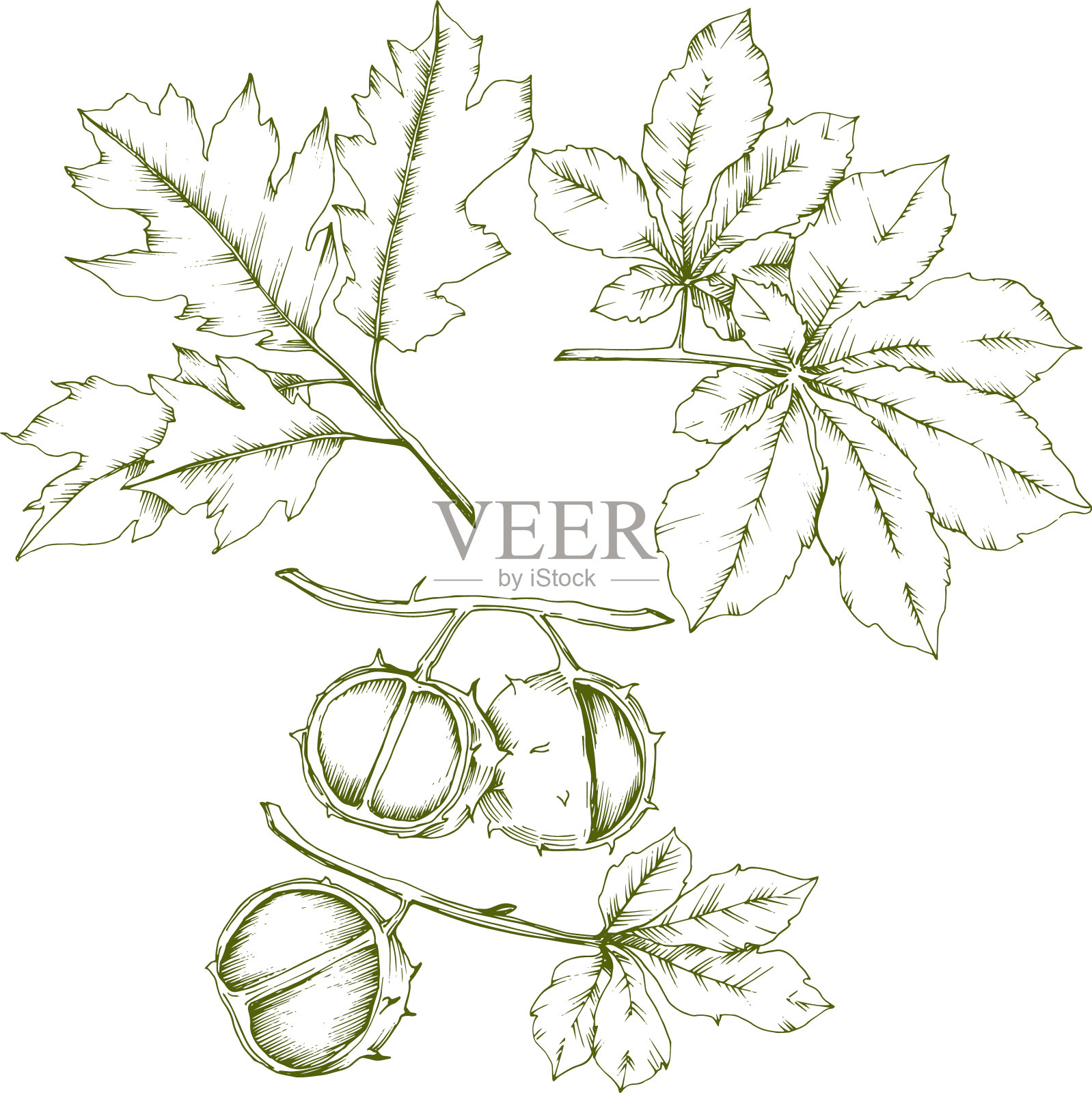 秋天的板栗植物和叶叶插画图片素材