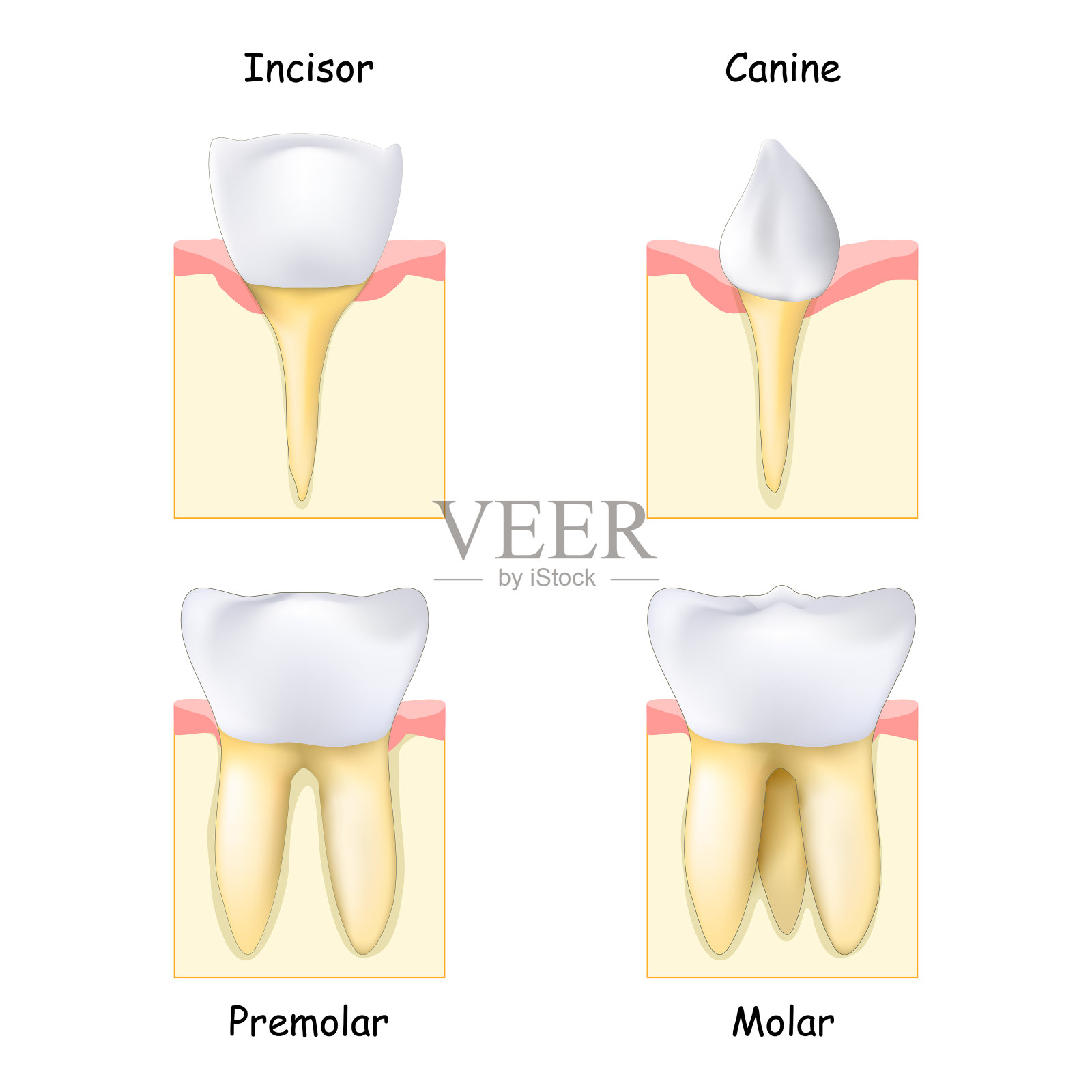 牙齿类型:从犬齿和切牙到臼齿和前臼齿插画图片素材