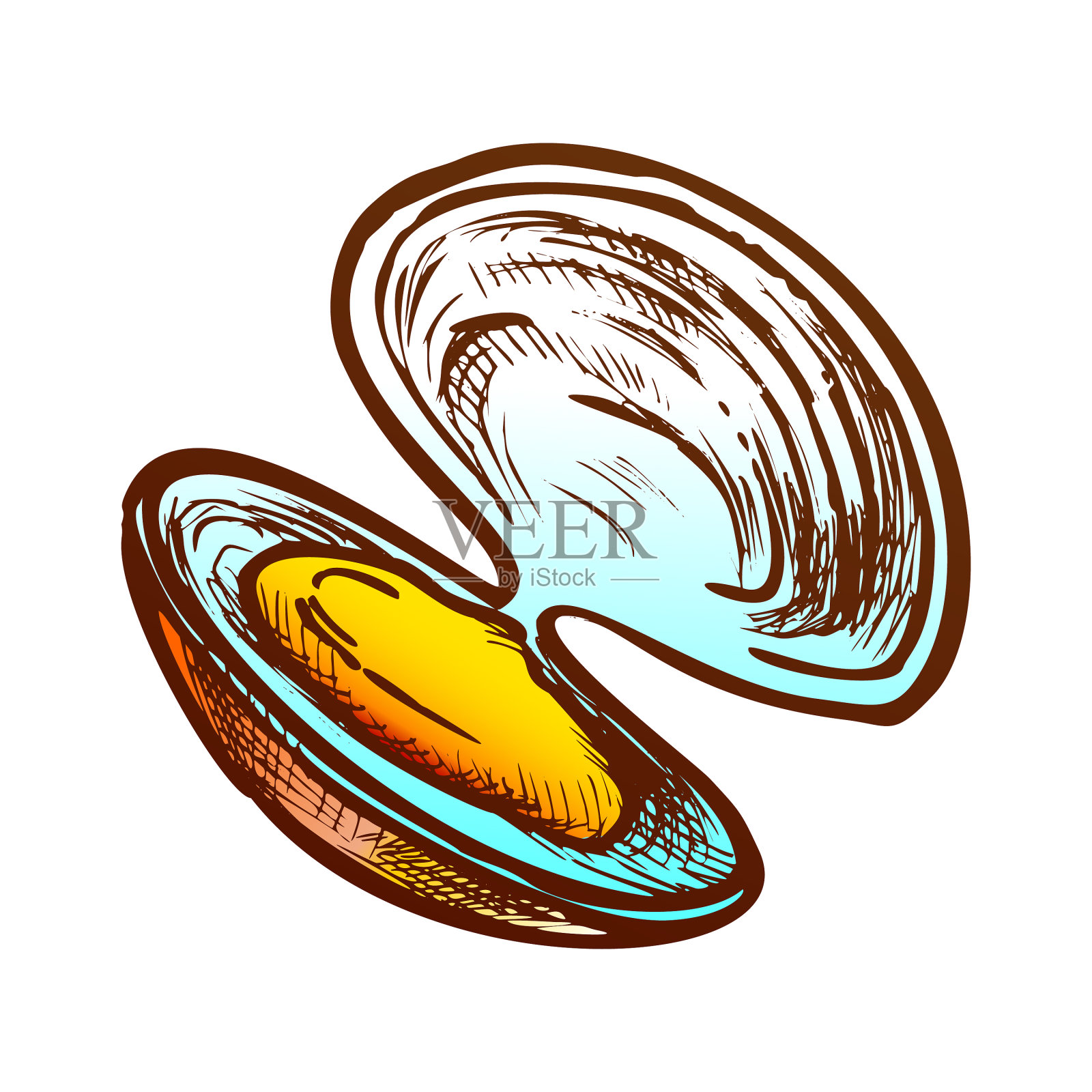 贝壳肉，扇贝，贻贝或牡蛎设计元素图片