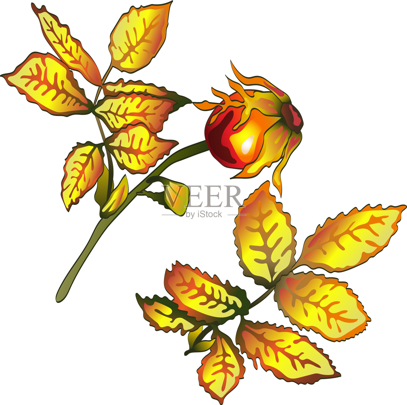 秋黄玫瑰果叶叶植物插画图片素材