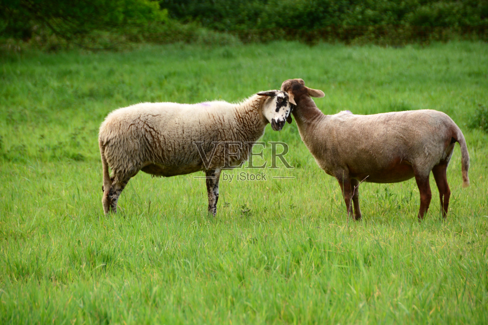 拥抱的羊。照片摄影图片