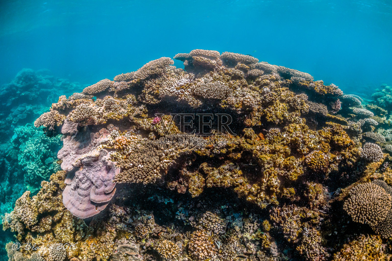 色彩斑斓的珊瑚礁在清澈的蓝色海水中形成照片摄影图片