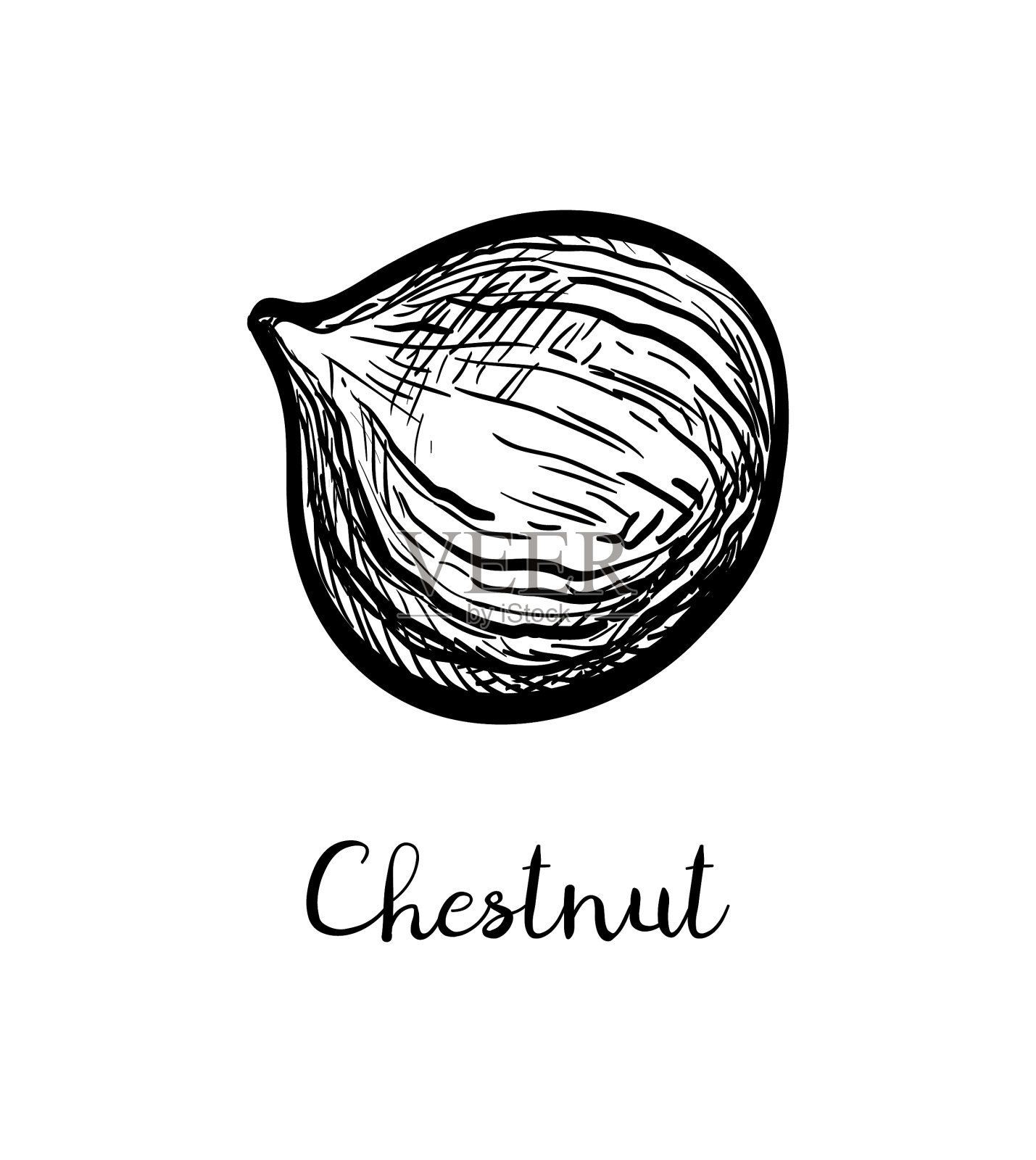 墨水素描栗设计元素图片