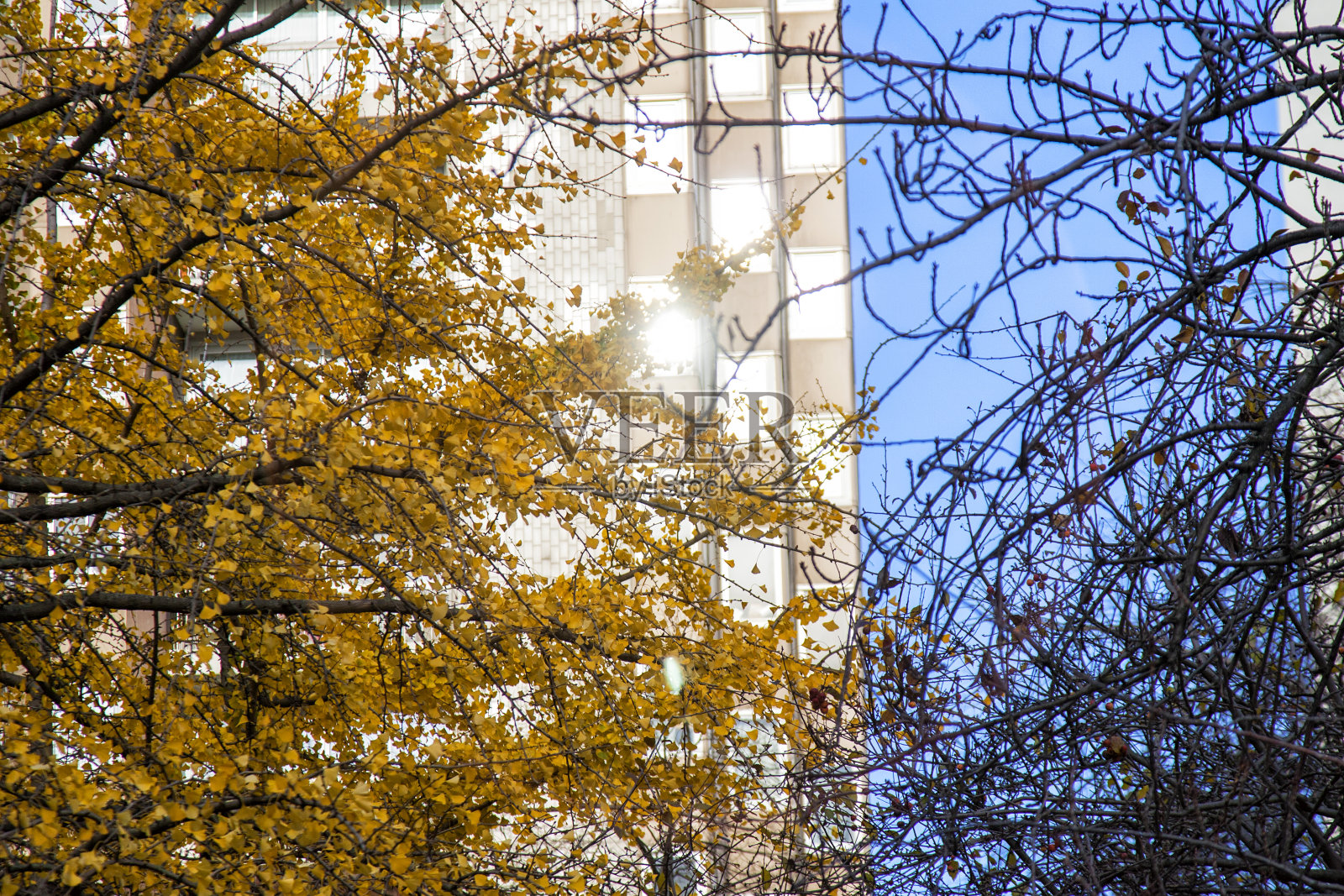 秋天的公园氛围照片摄影图片