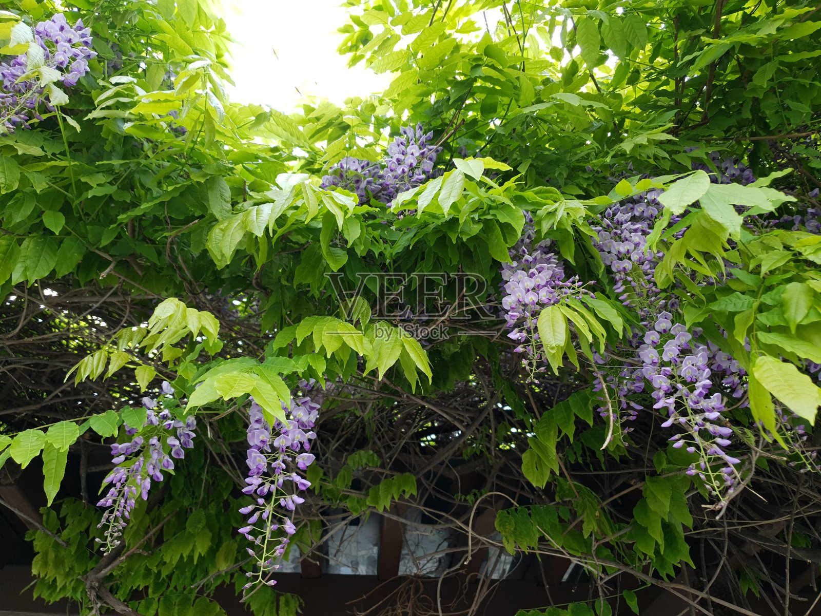 紫色的紫藤花照片摄影图片