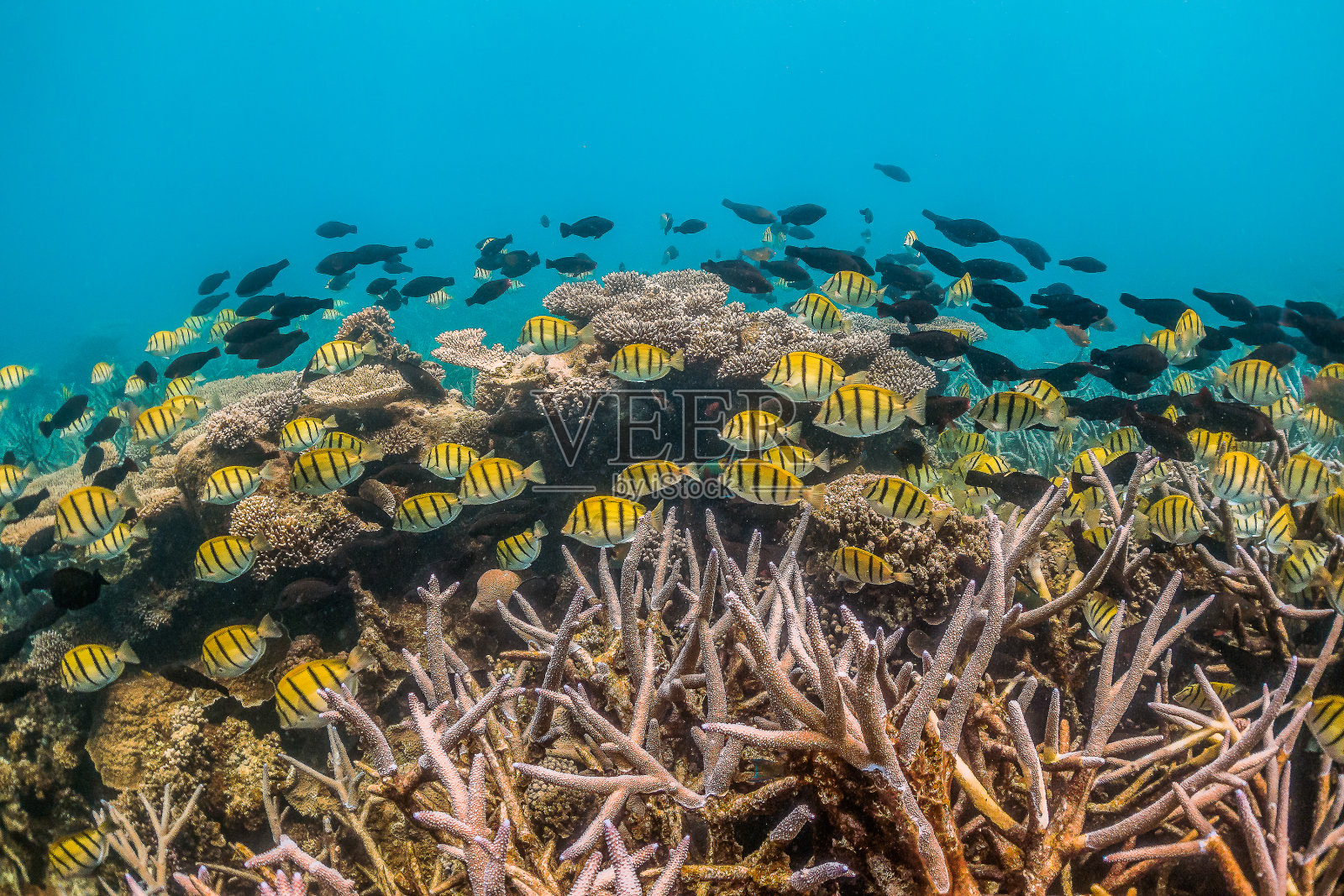 一群热带鱼，在清澈的珊瑚礁中游泳照片摄影图片