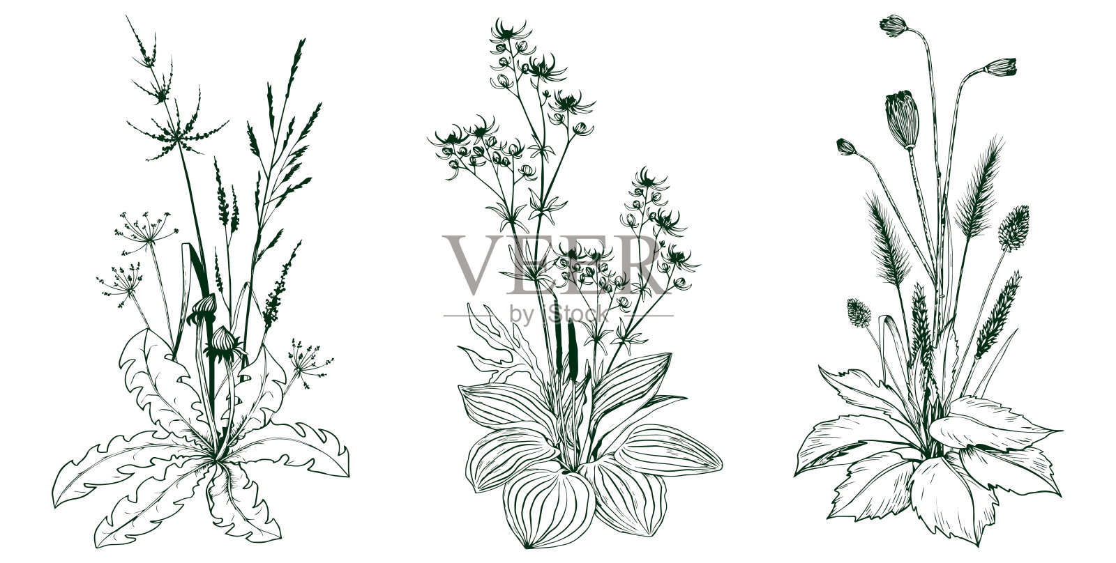 绿色的草地草本植物和花朵。插画图片素材