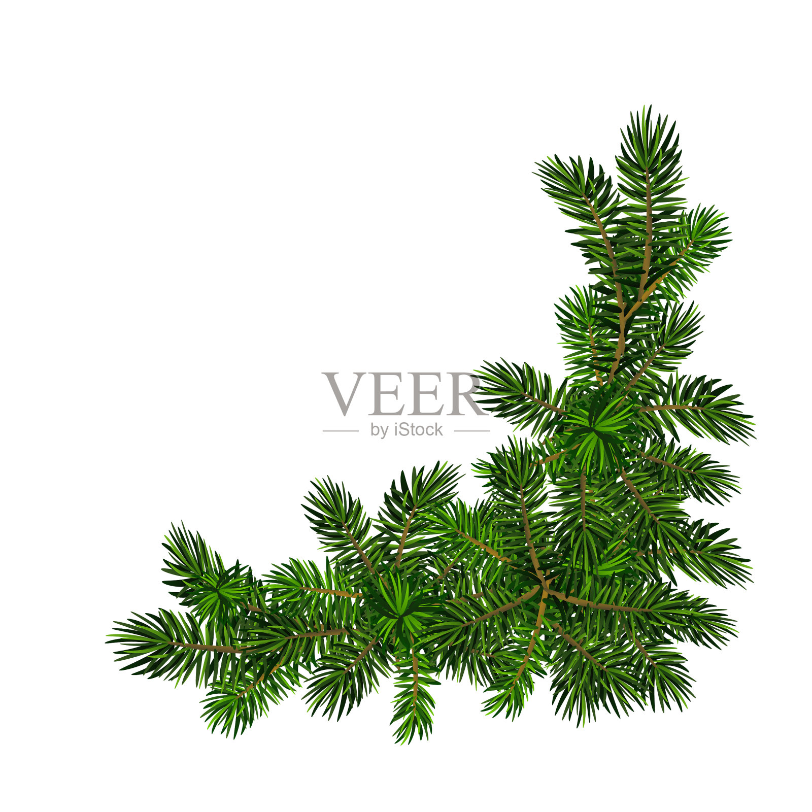 两根绿色的云杉树枝逼真的圣诞节设计元素图片