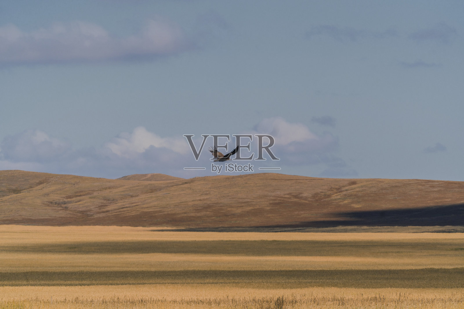 日落时分戈壁草原上秃鹫的美景照片摄影图片