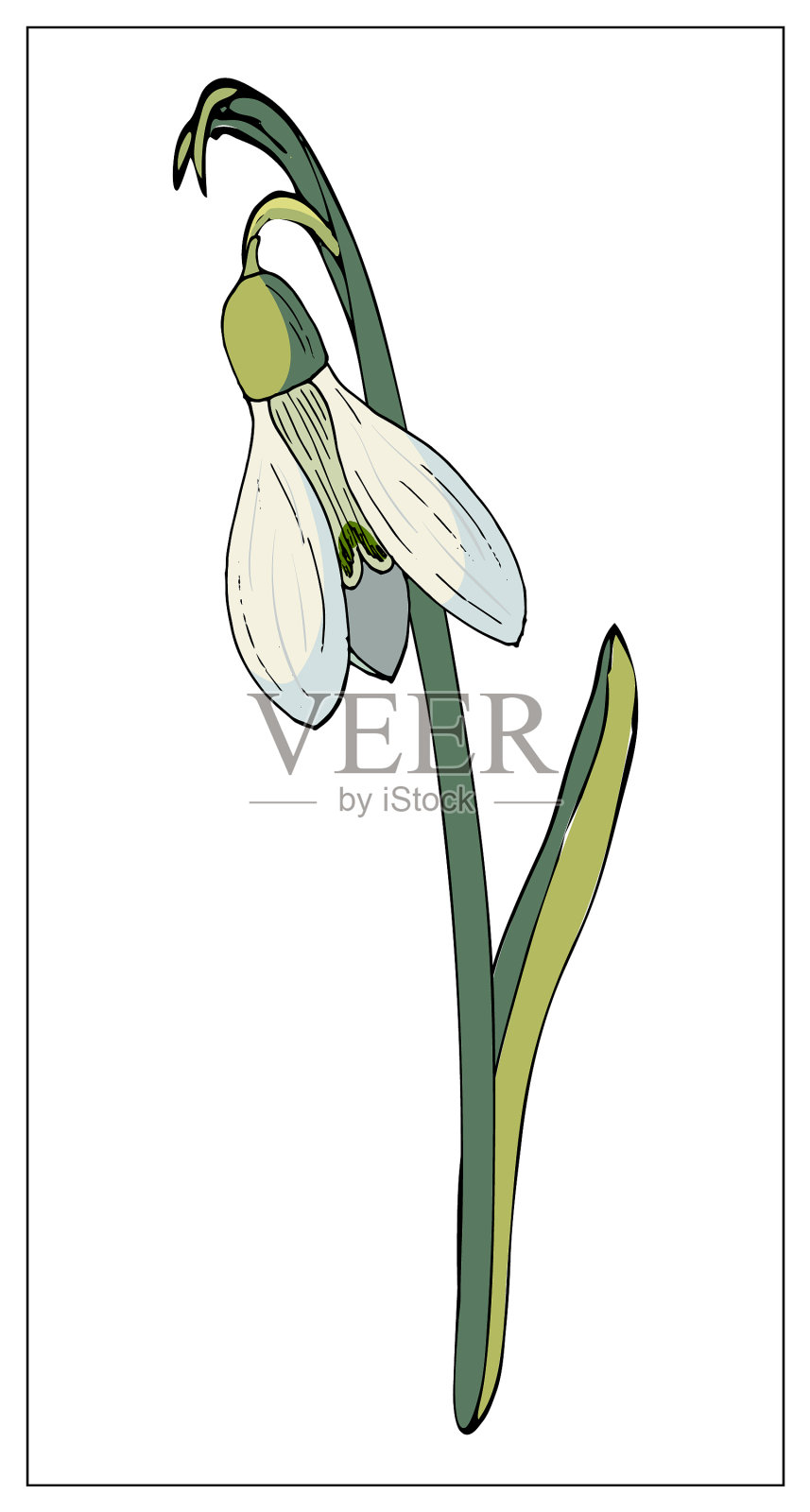 雪花莲孤立的对象在一个白色的背景设计元素图片