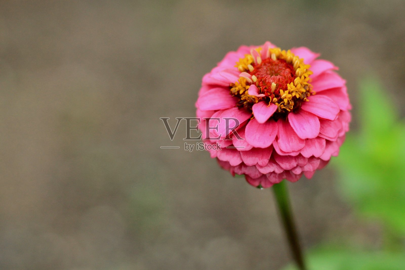 粉红色开花植物特写镜头照片摄影图片