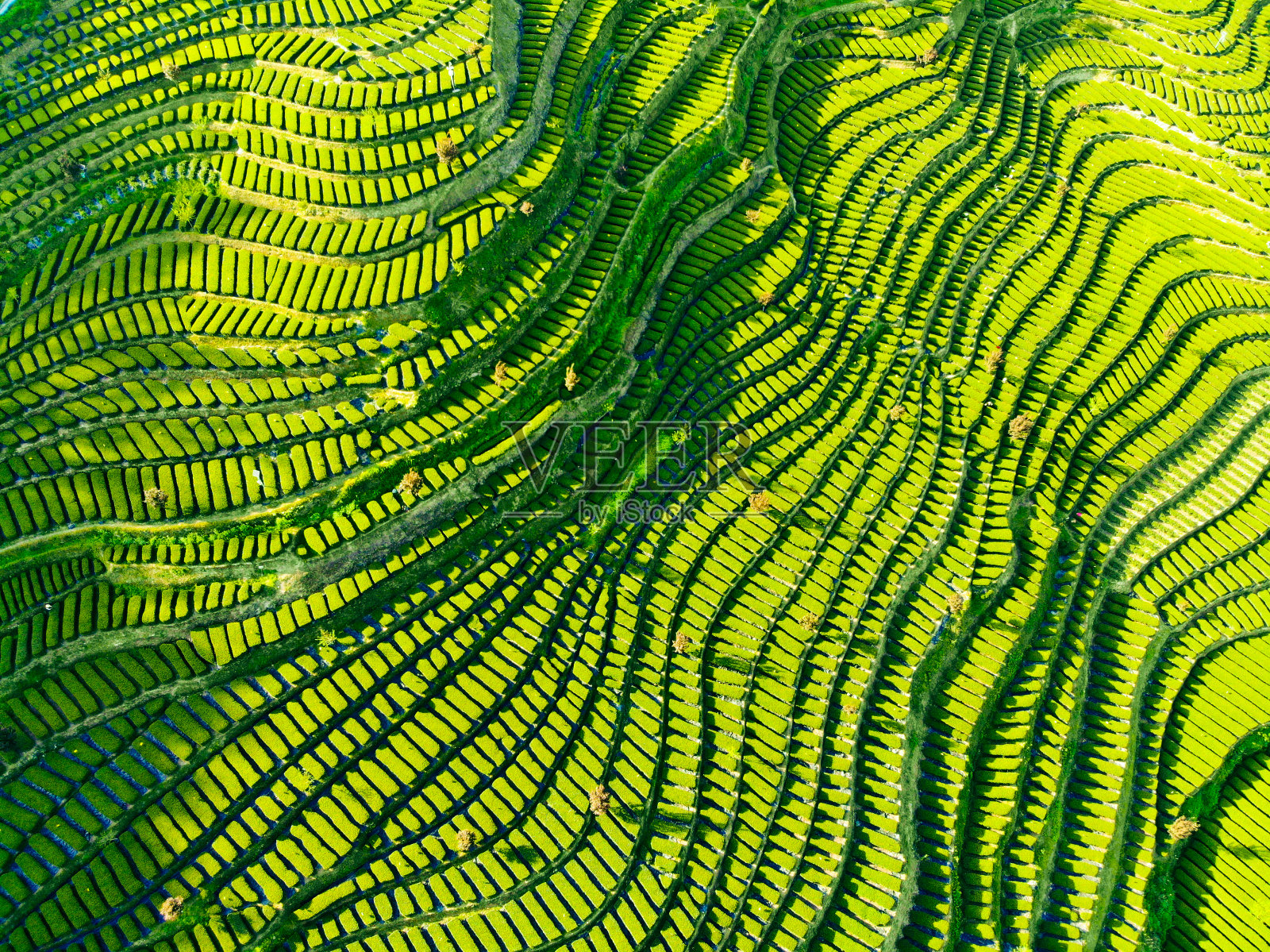 茶了照片摄影图片