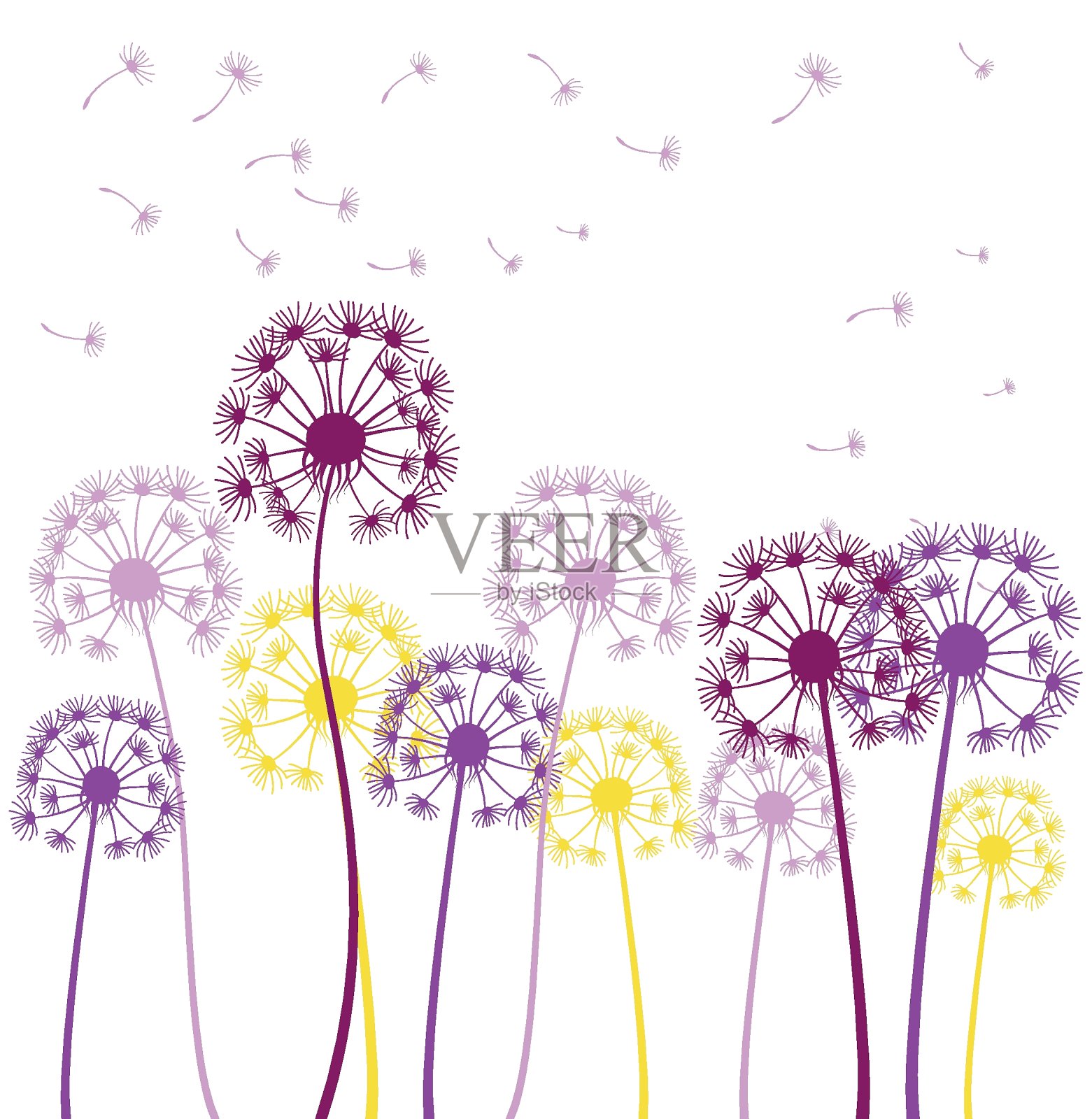 彩色蒲公英花背景设计。插画图片素材