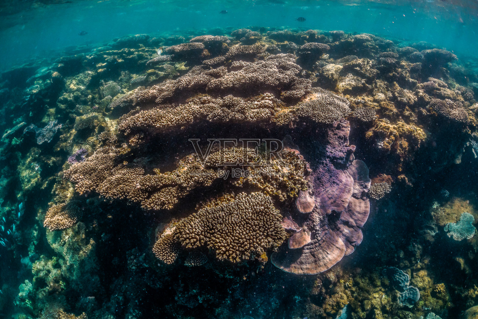 色彩斑斓的珊瑚礁在清澈的蓝色海水中形成照片摄影图片