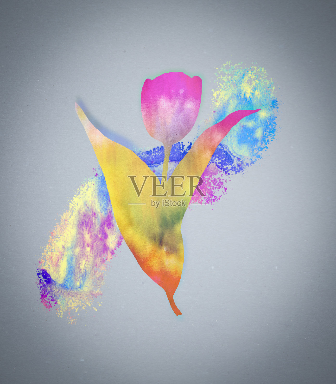 灰色背景上的彩虹郁金香。手绘水彩贺卡或明信片。优雅的艺术设计。插画图片素材