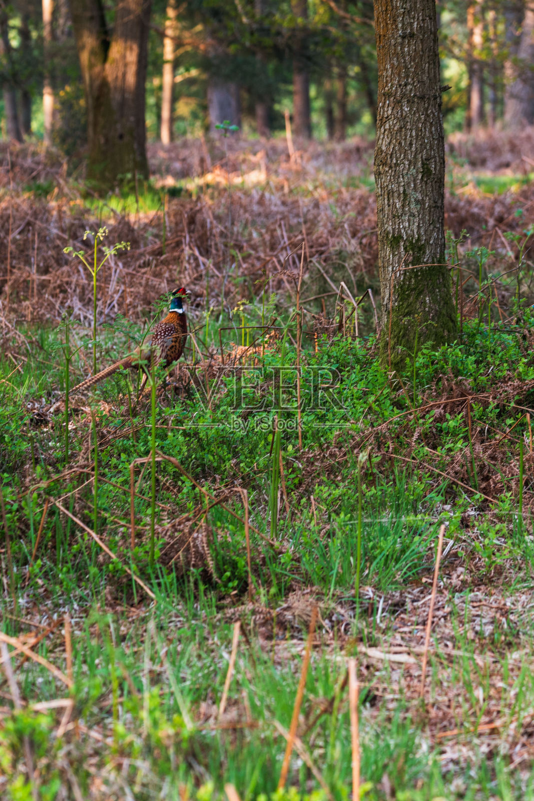 林中小径上的野鸡照片摄影图片