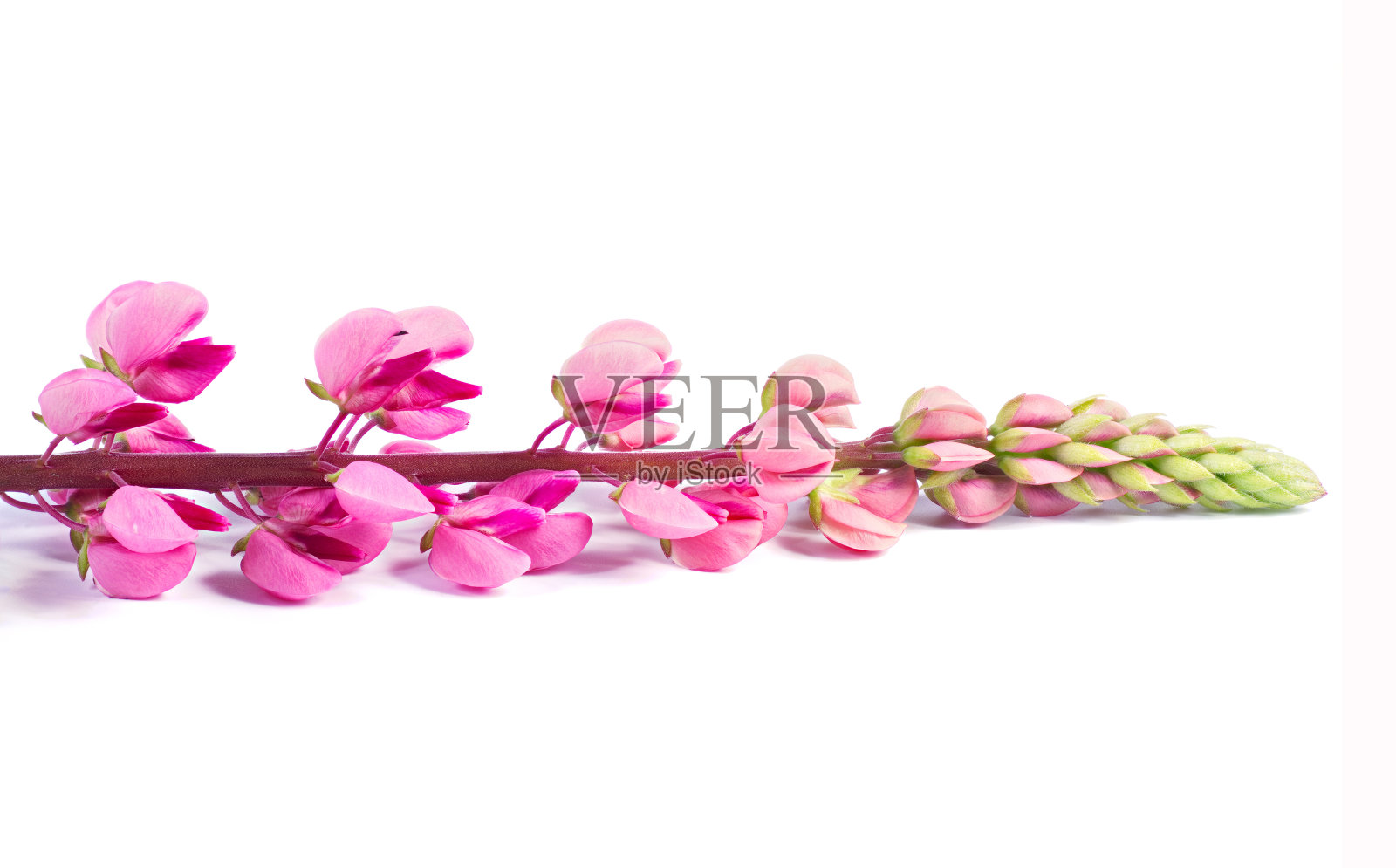 粉红色的花孤立在白色的背景，美丽的春天开花照片摄影图片